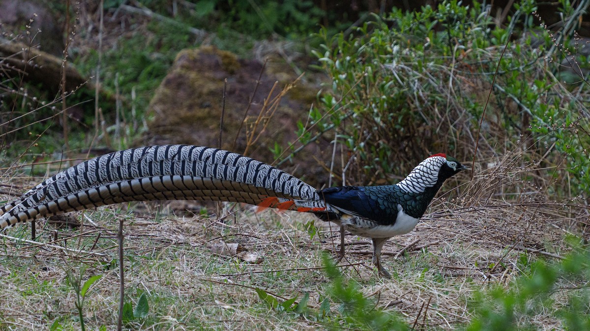 Lady Amherst's Pheasant - ML609463194