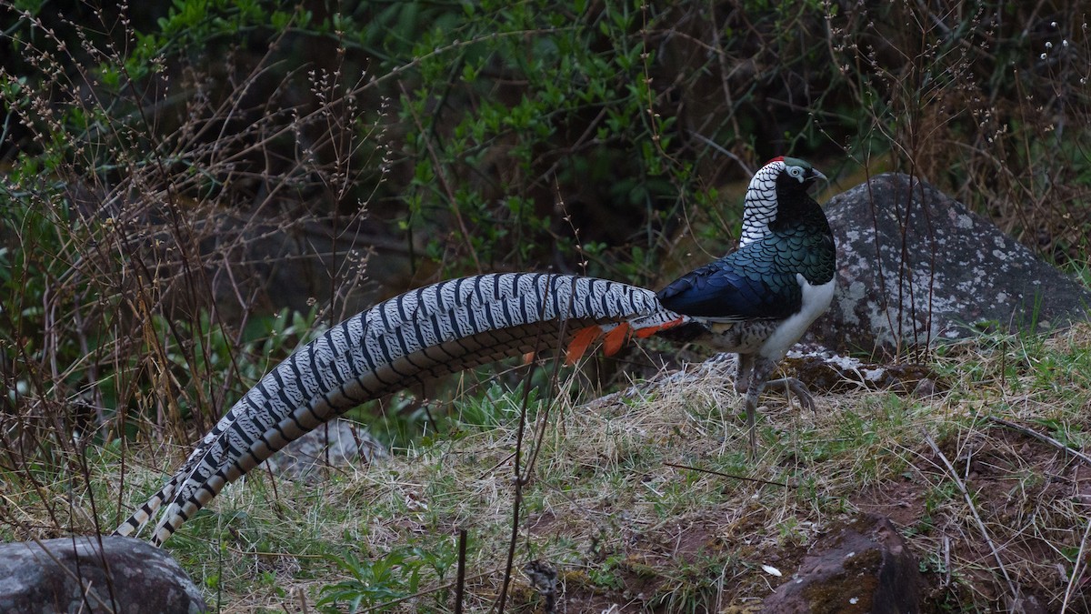 Lady Amherst's Pheasant - Zongzhuang Liu