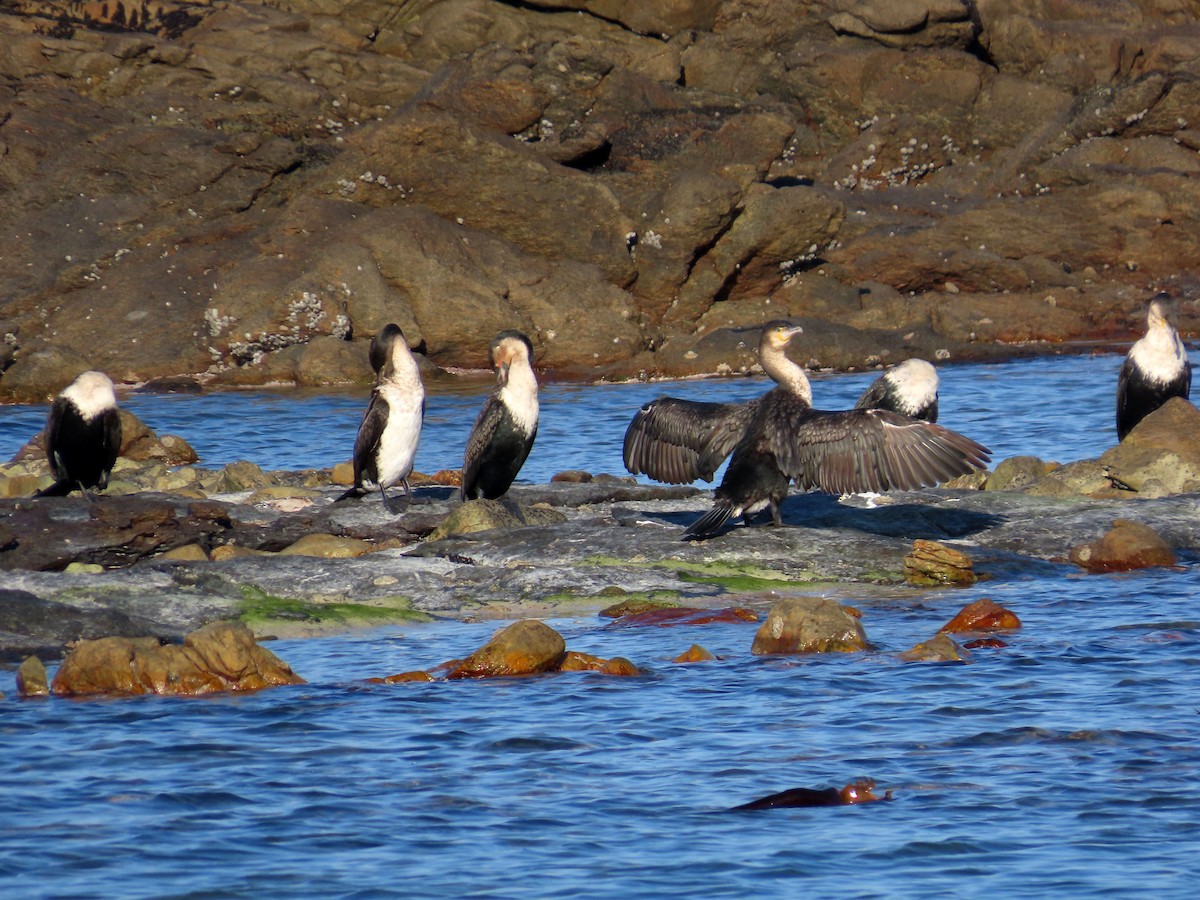 Great Cormorant (White-breasted) - ML609463203