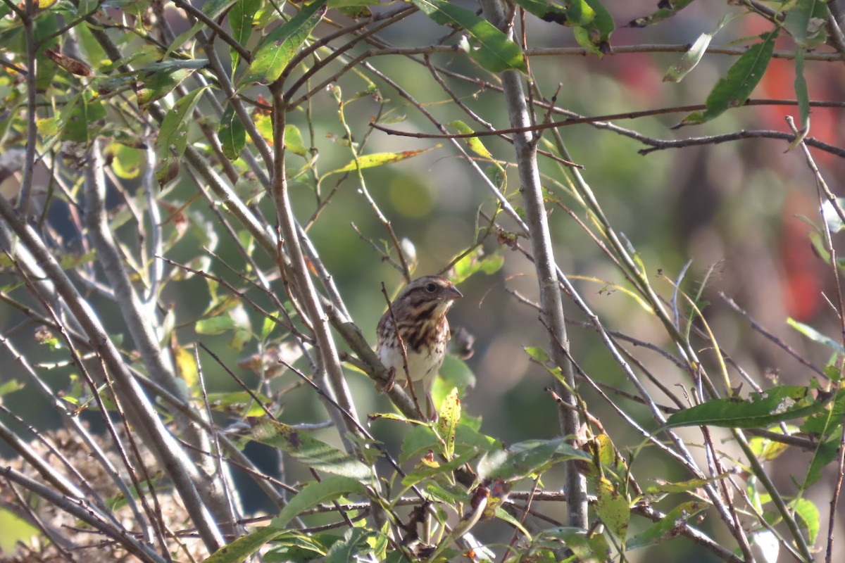 Song Sparrow - ML609463248