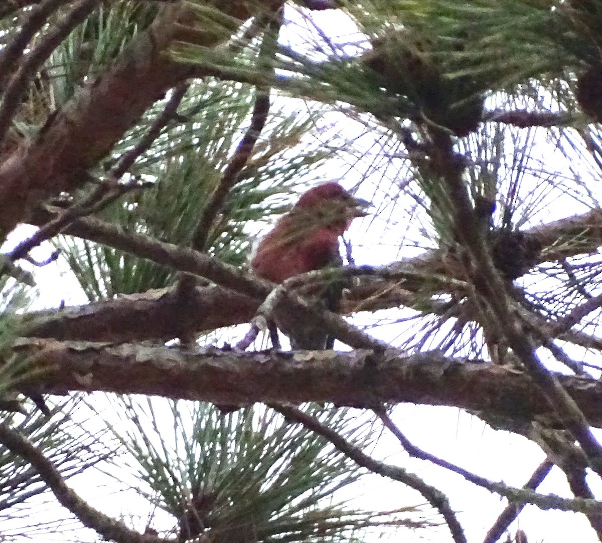 Red Crossbill - ML609463283