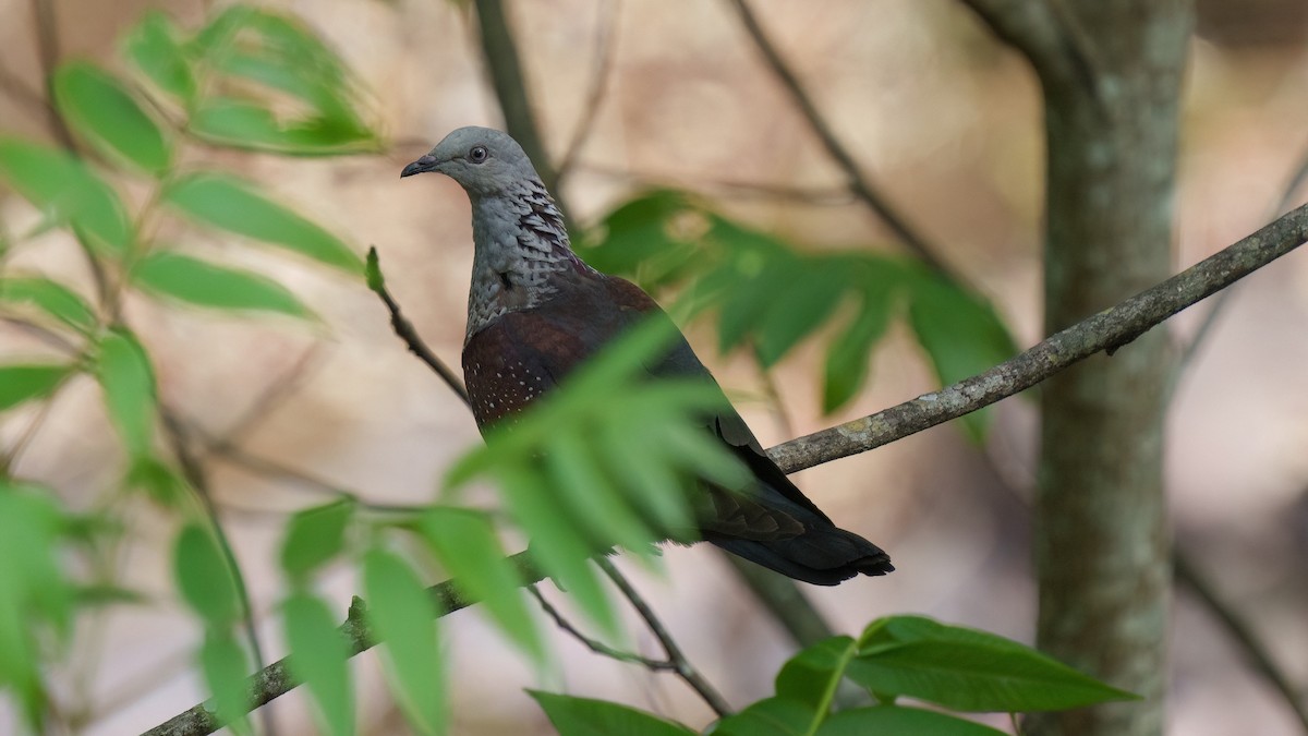 Speckled Wood-Pigeon - Zongzhuang Liu