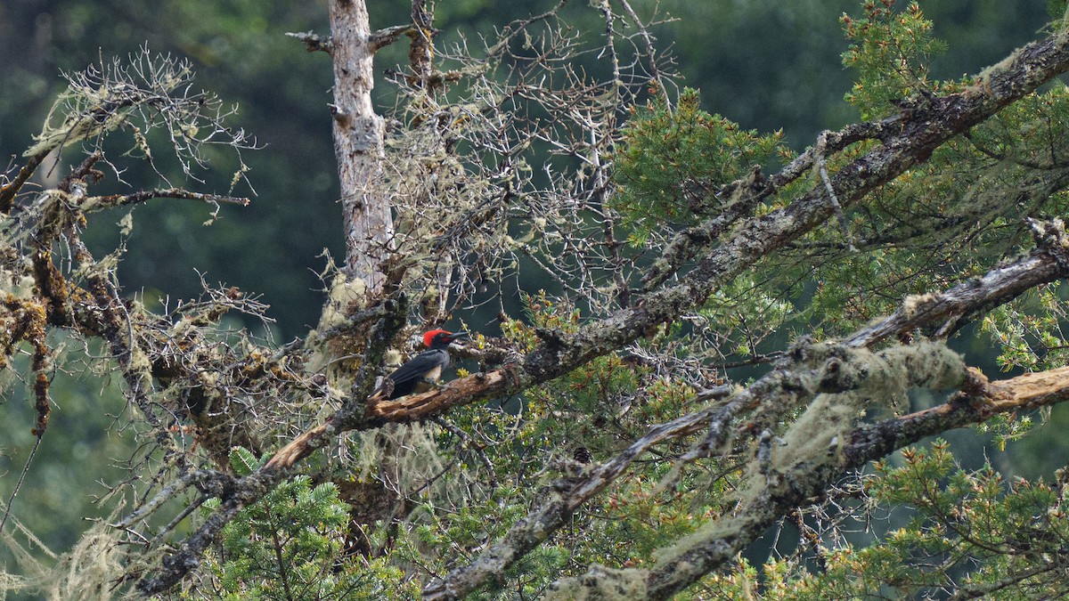 White-bellied Woodpecker - Zongzhuang Liu