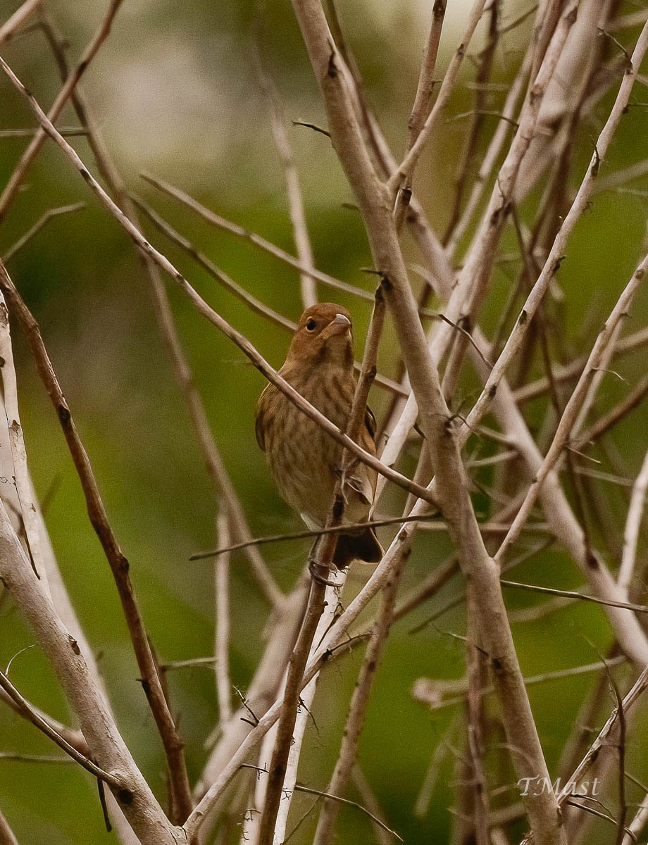 Indigo Bunting - ML609463373