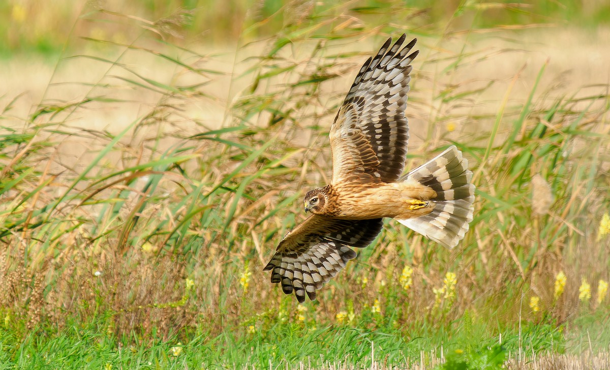 Hen Harrier - ML609463376