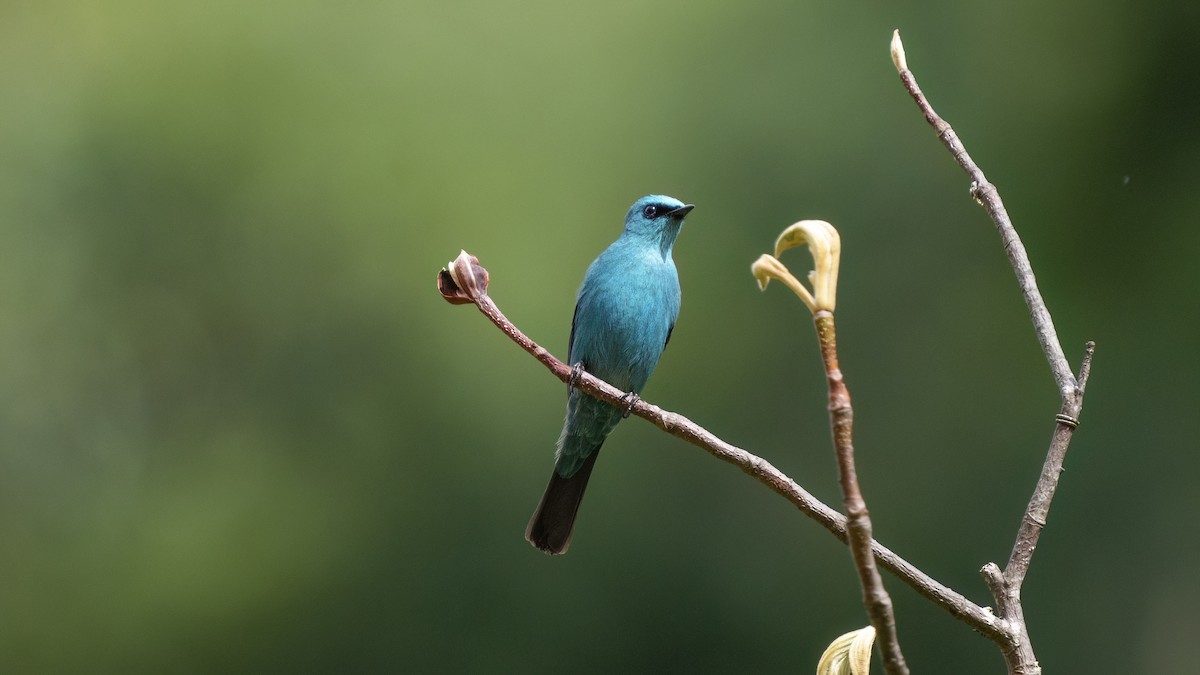 Verditer Flycatcher - ML609463447