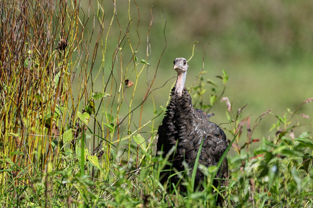 Guajolote Gallipavo - ML609463554