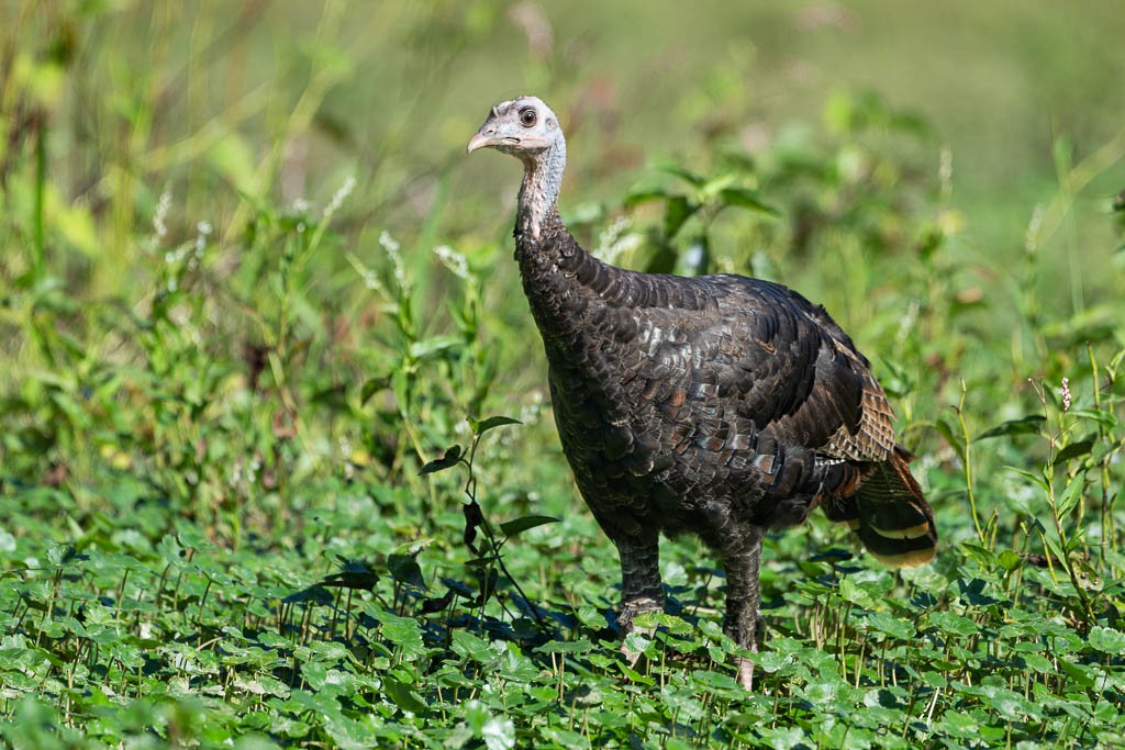 Wild Turkey - ML609463556