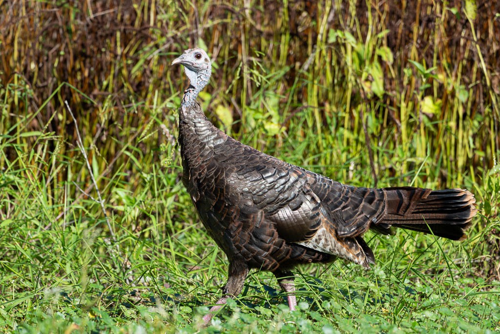 Wild Turkey - ML609463557