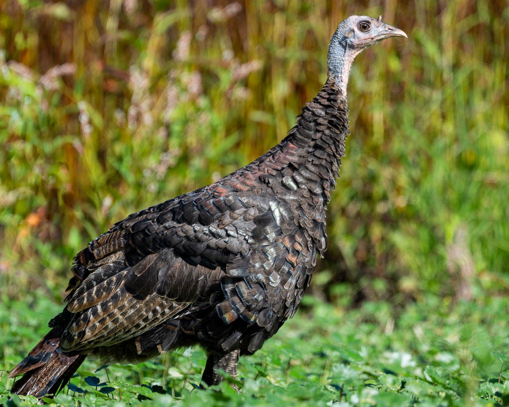 Wild Turkey - ML609463558