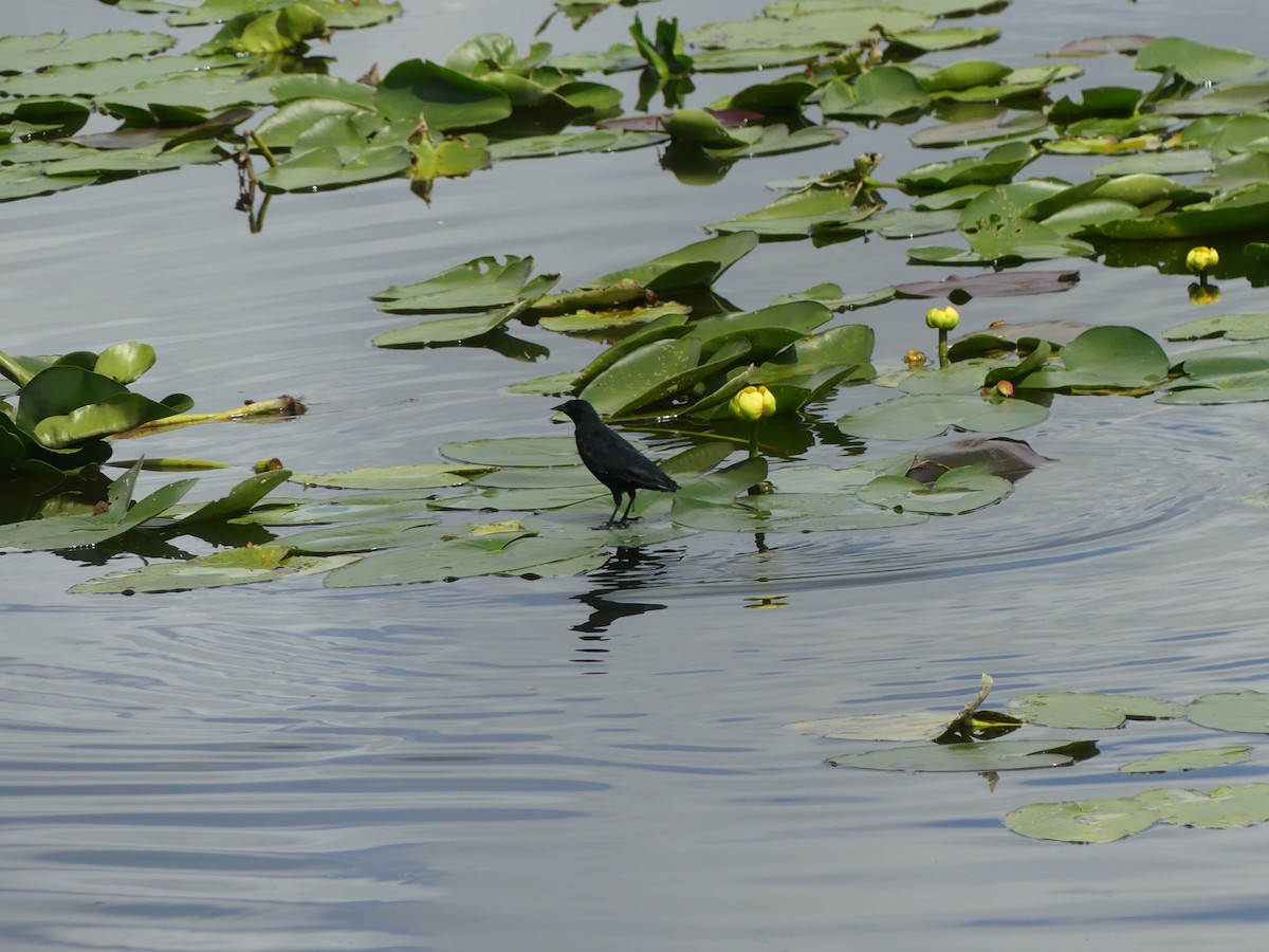 Red-winged Blackbird - Betty Holcomb