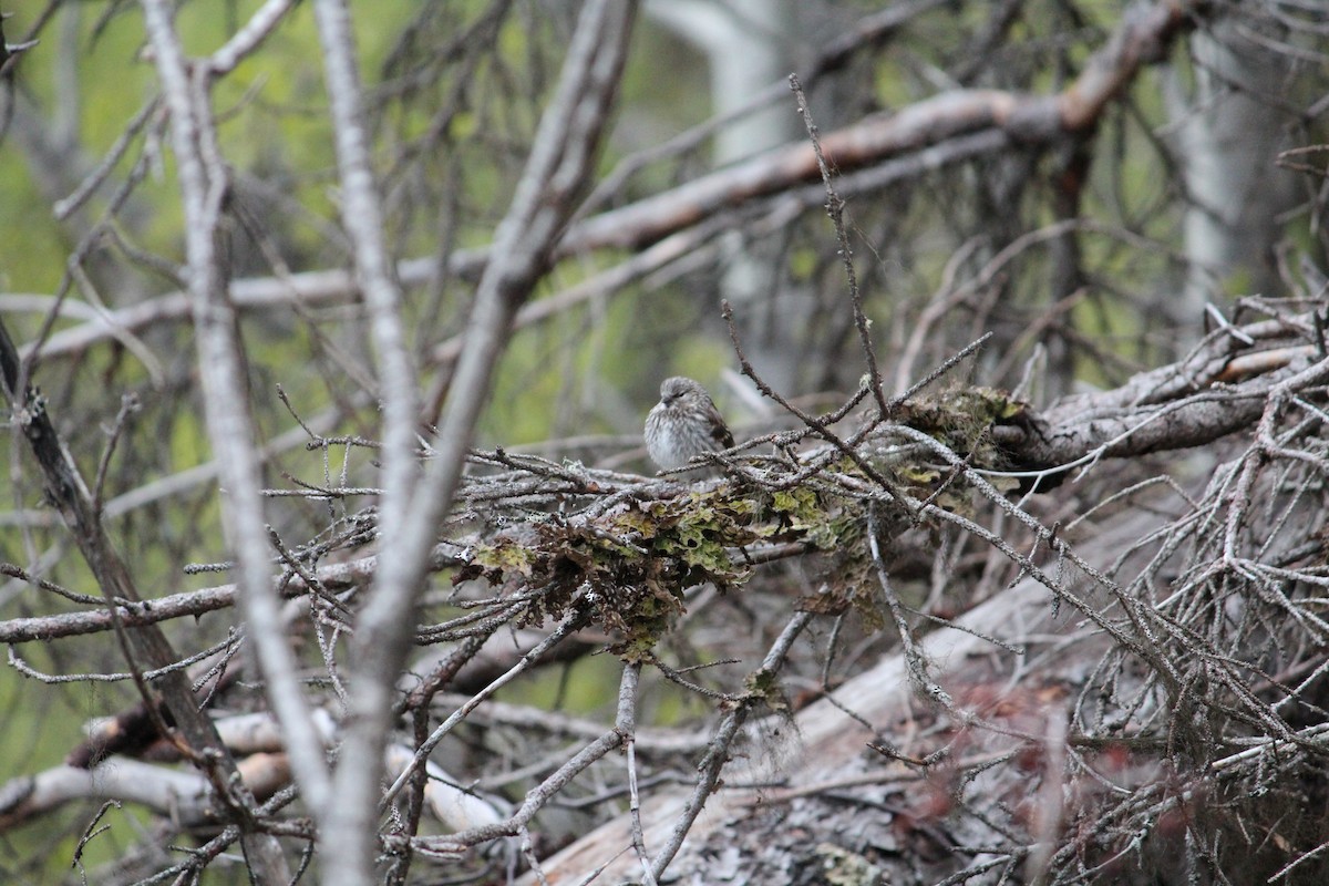 Common Redpoll - Wesley Oistad