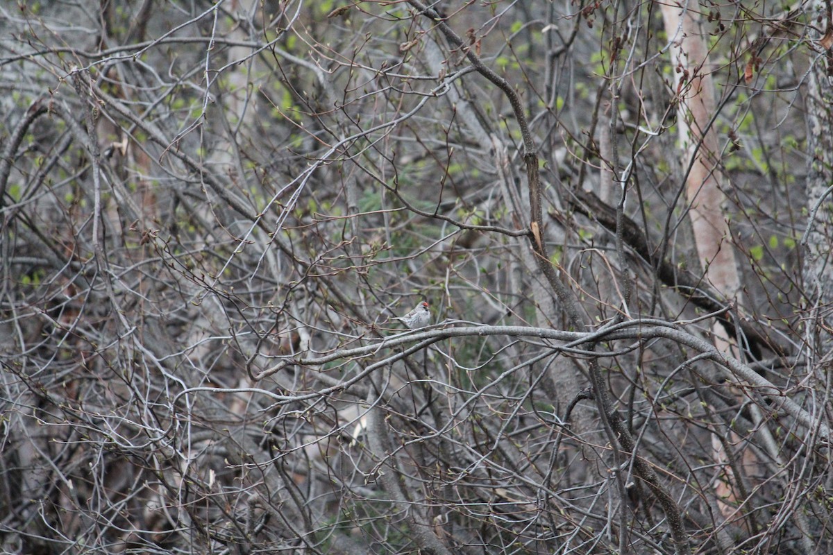 Common Redpoll - ML609463662