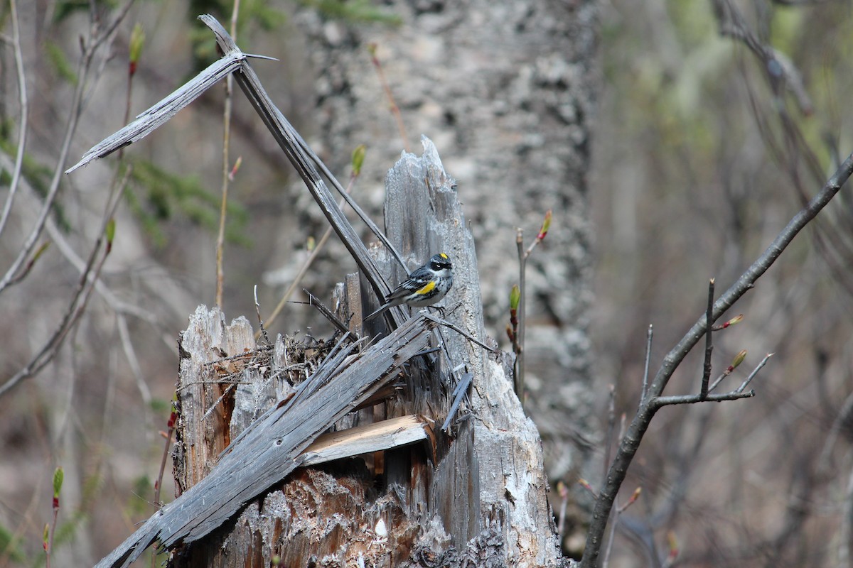Yellow-rumped Warbler - ML609463676