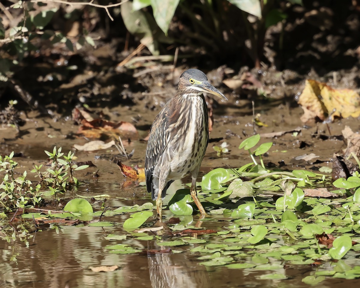 Green Heron - ML609463677
