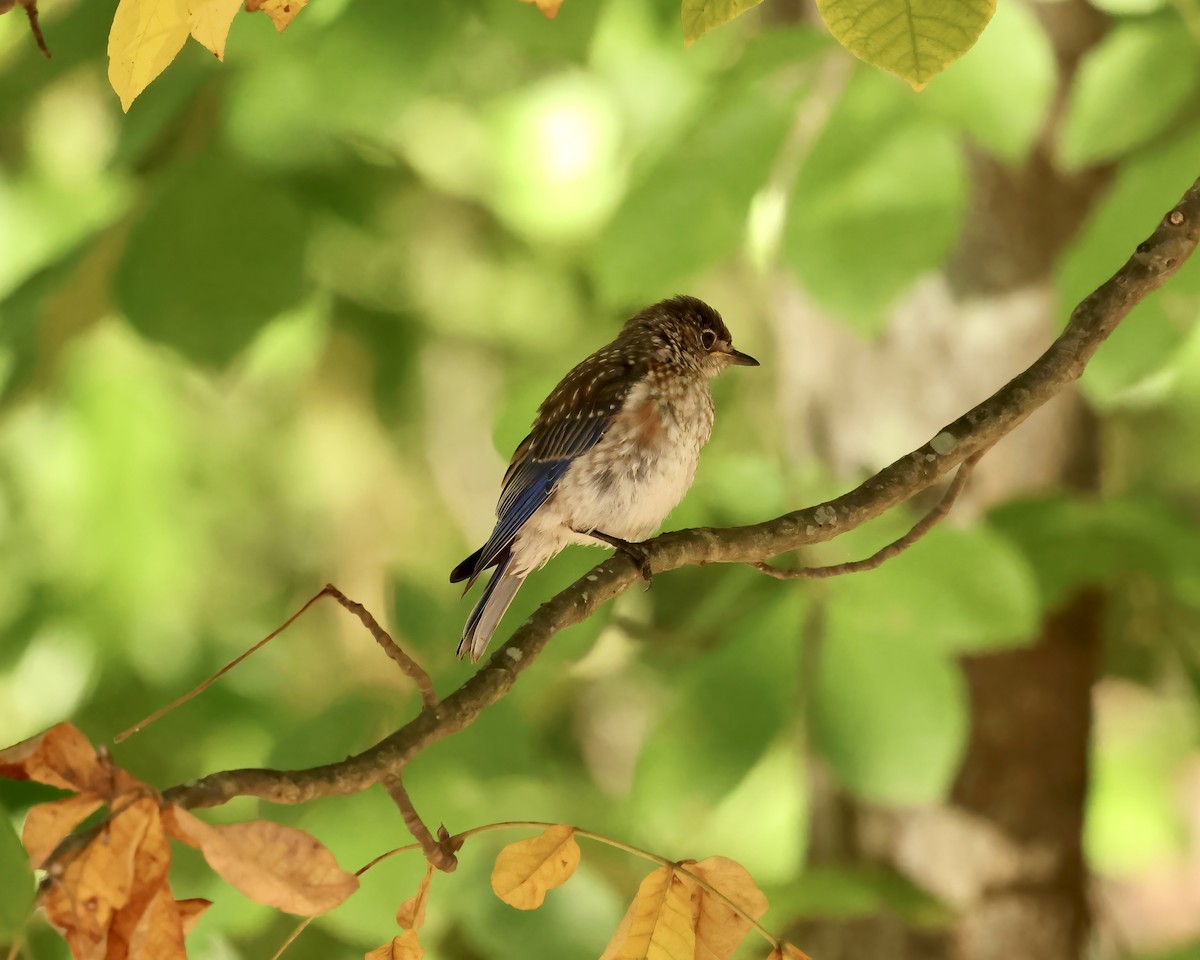 Eastern Bluebird - Debbie Kosater