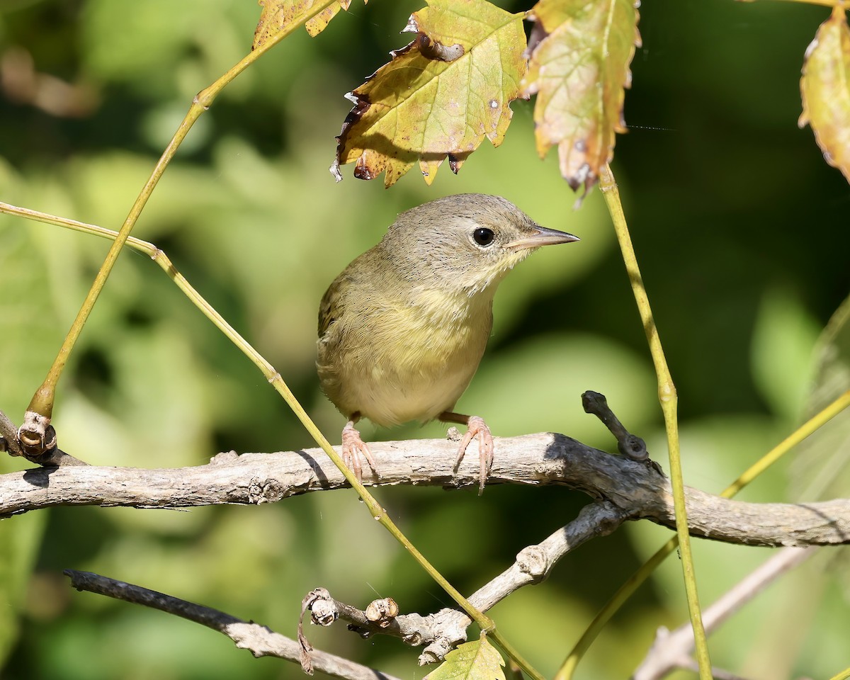 Common Yellowthroat - Debbie Kosater