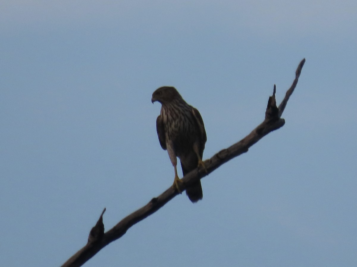 Cooper's Hawk - ML609463779