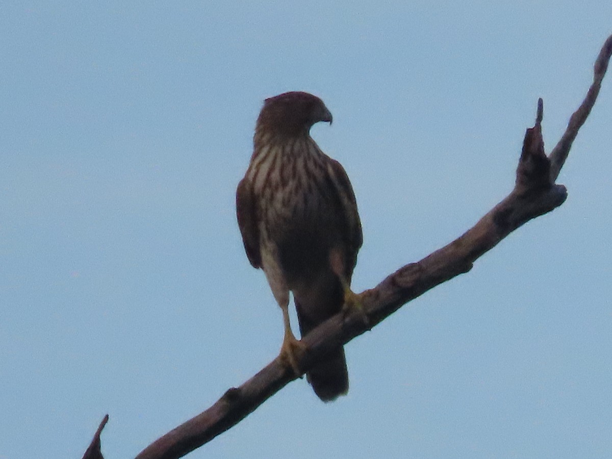 Cooper's Hawk - ML609463780