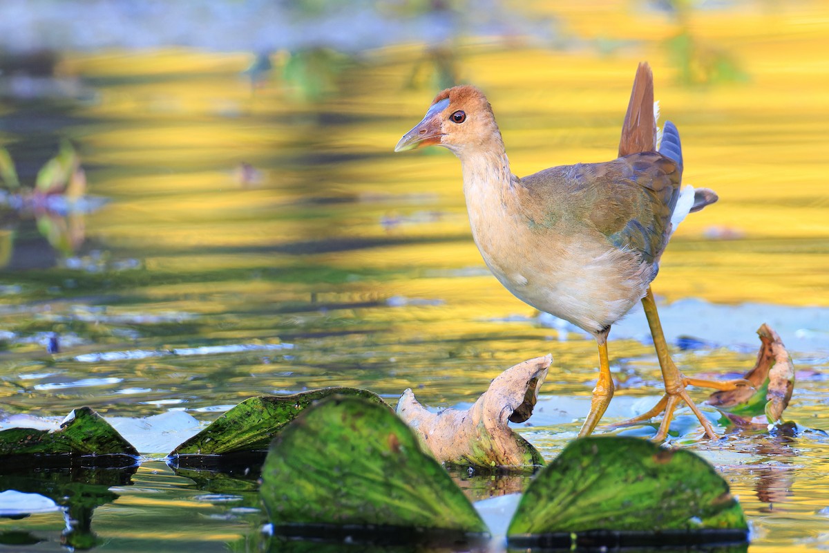 Purple Gallinule - ML609463842