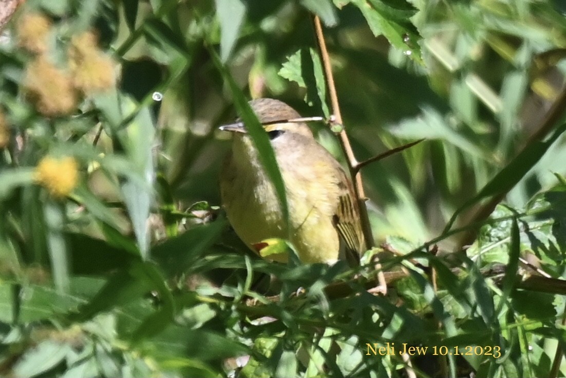 Palm Warbler - ML609464049