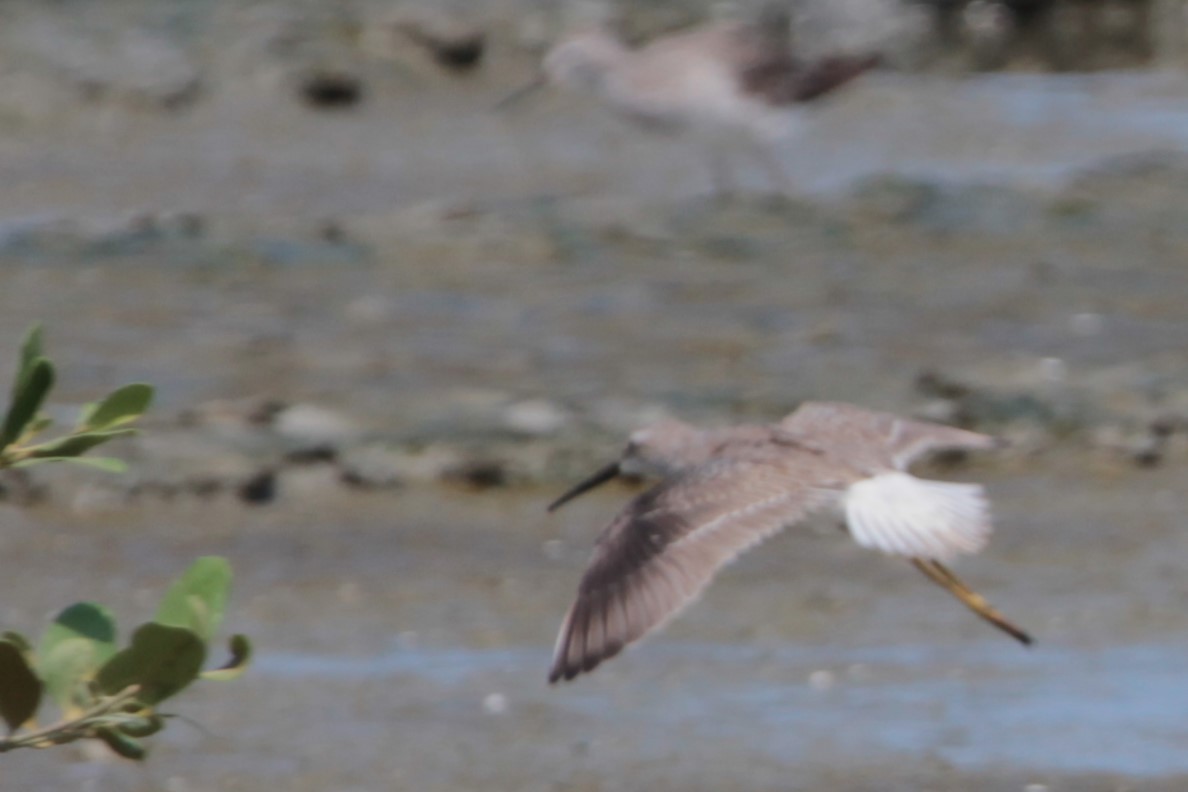 Stilt Sandpiper - ML609464117