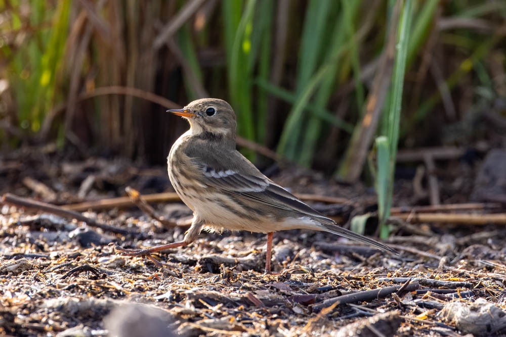 American Pipit - ML609464158