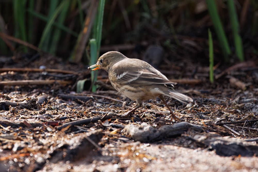 American Pipit - ML609464159