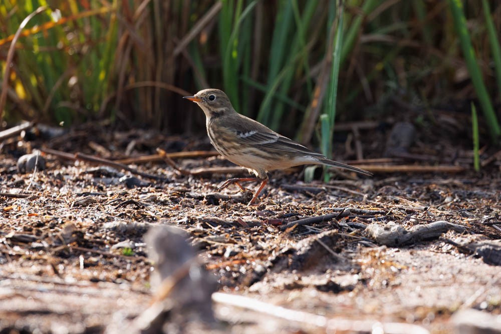 American Pipit - Dennis Harris