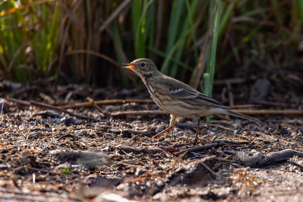 American Pipit - Dennis Harris