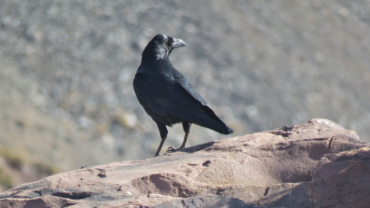Common Raven - ML609464187