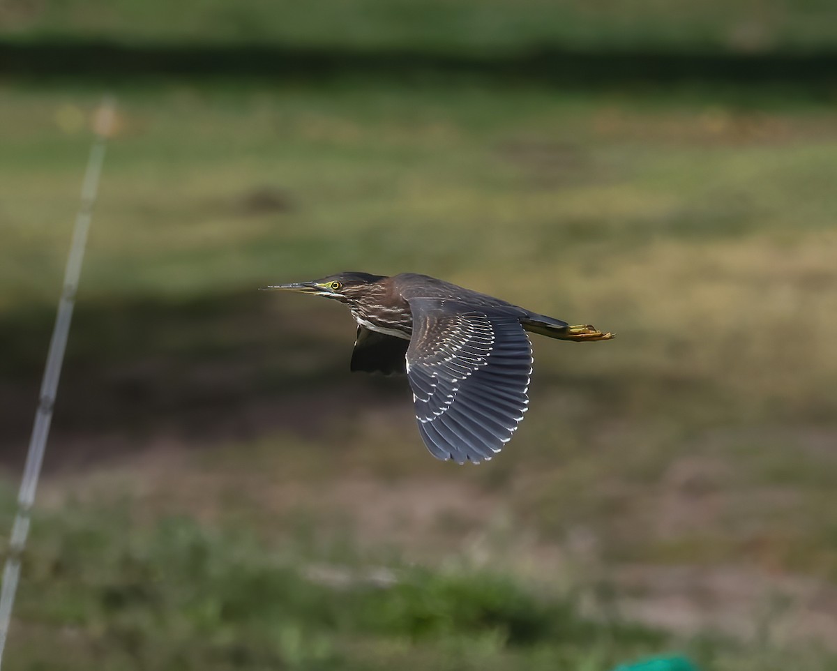 Green Heron - ML609464294