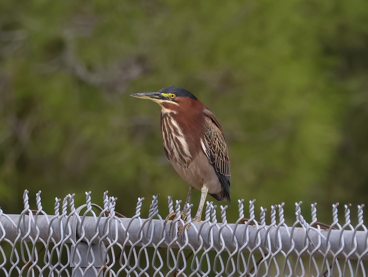 Green Heron - ML609464317