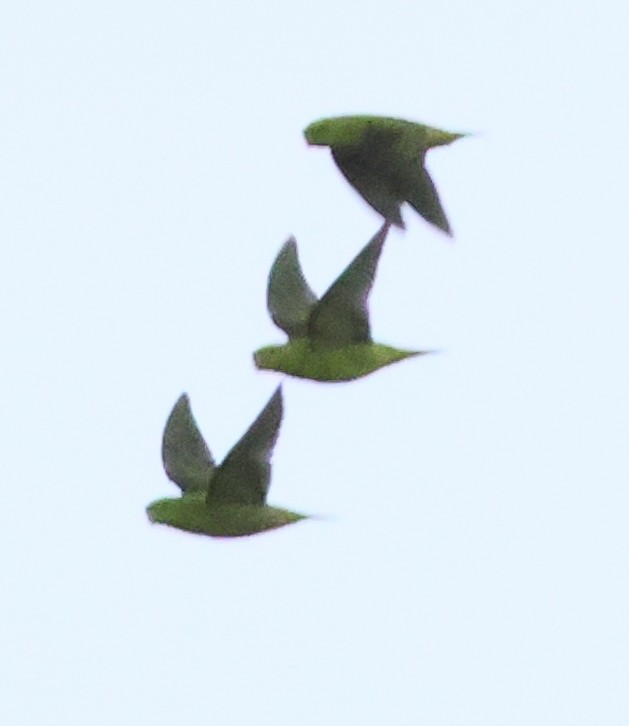 Barred Parakeet - ML609464325