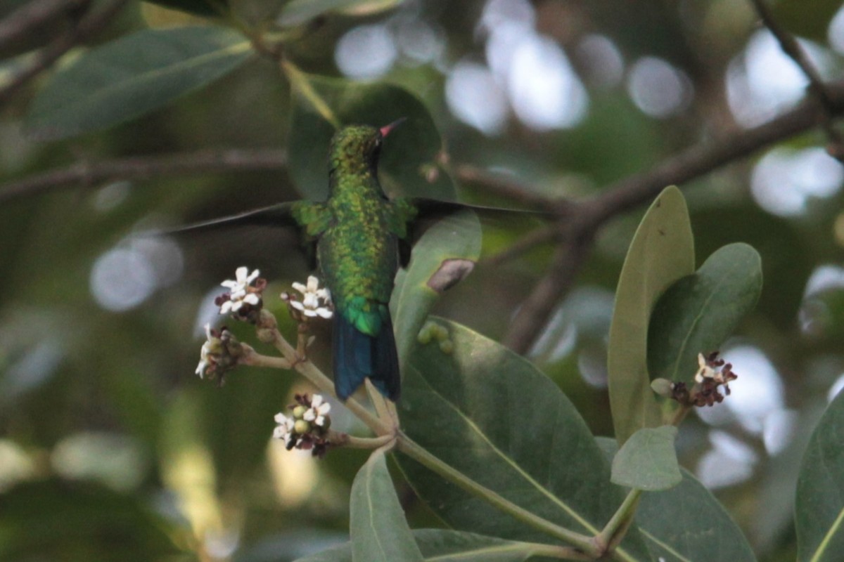 Glittering-bellied Emerald - ML609464379