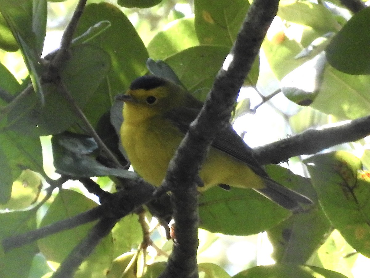 Wilson's Warbler - ML609464401