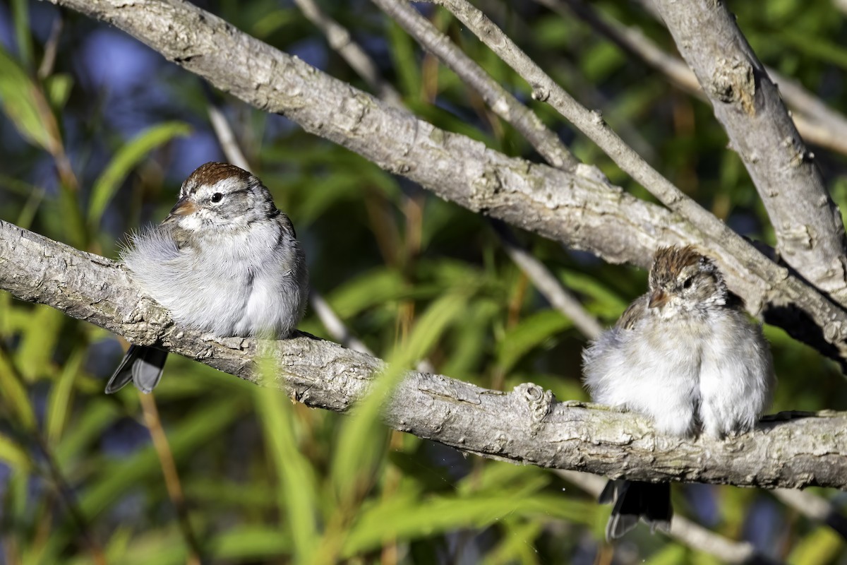 Chipping Sparrow - ML609464403