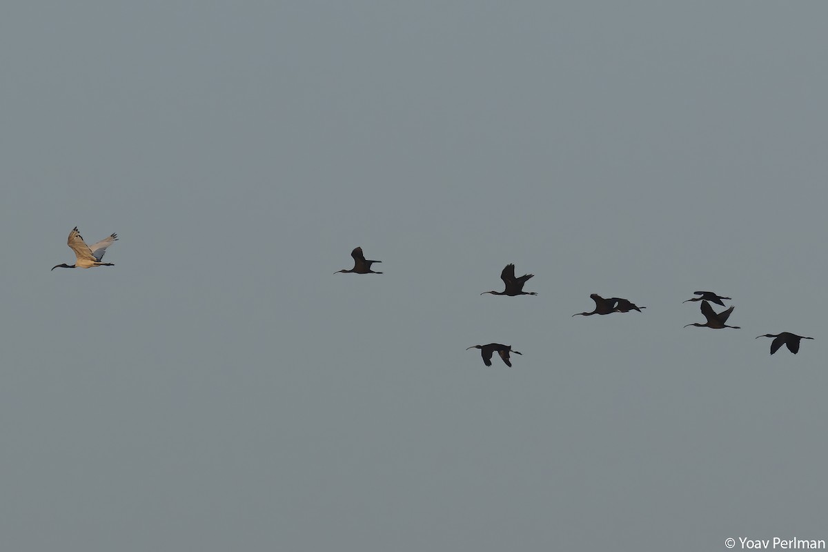 African Sacred Ibis - ML609464417