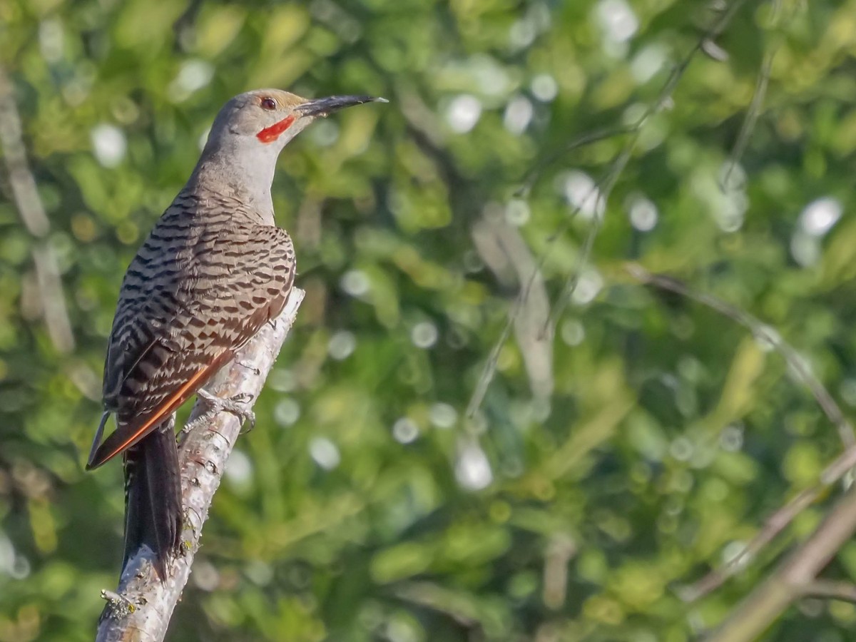 Northern Flicker - ML609464431