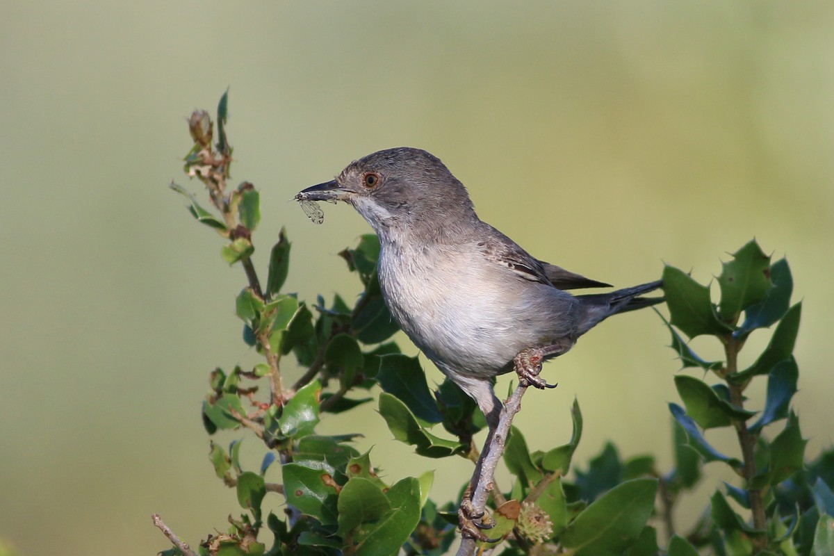 Rüppell's Warbler - Jan Andersson