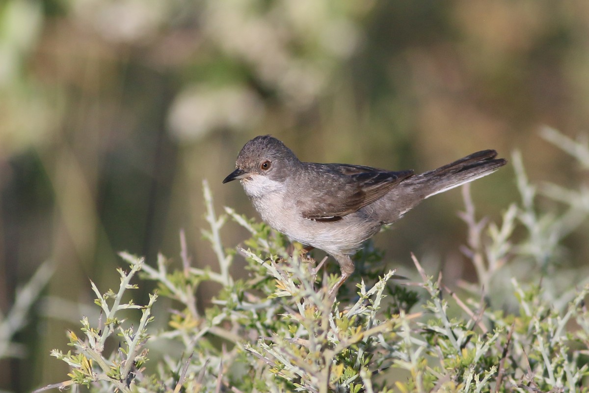 Rüppell's Warbler - Jan Andersson