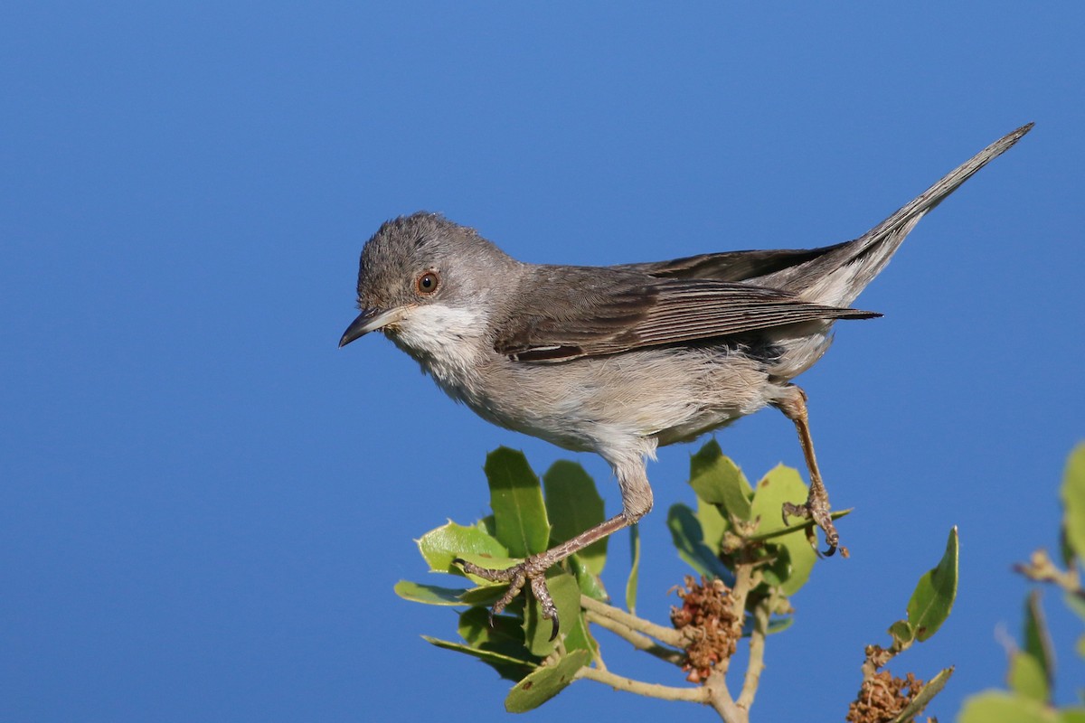 Rüppell's Warbler - ML609464477