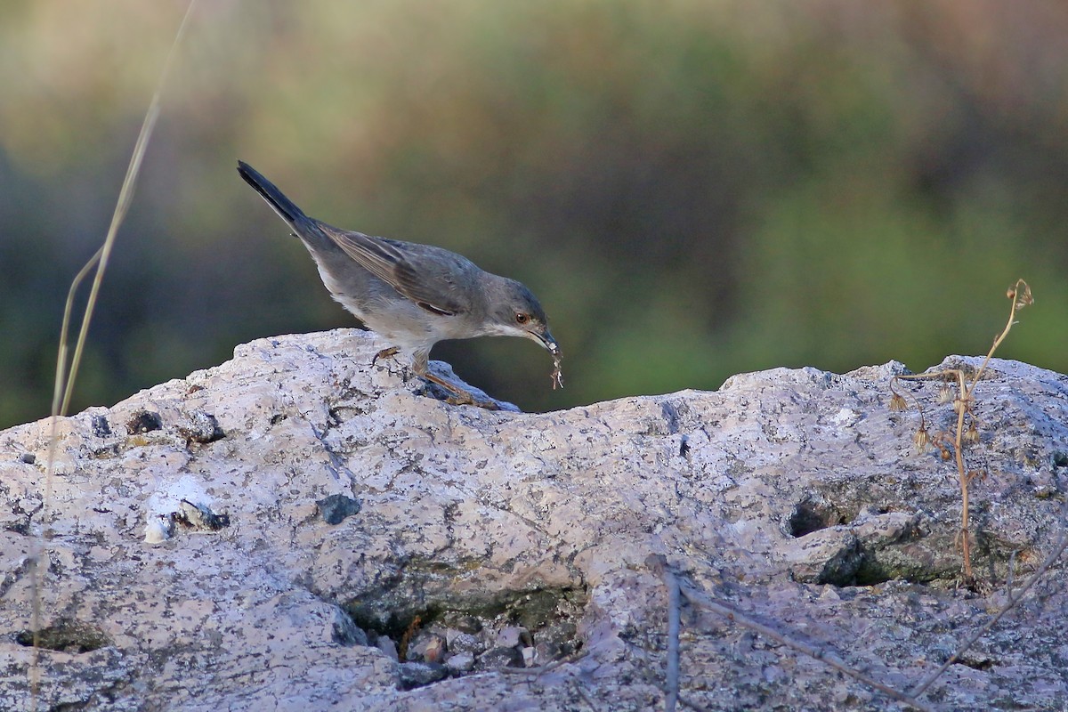 Rüppell's Warbler - ML609464478