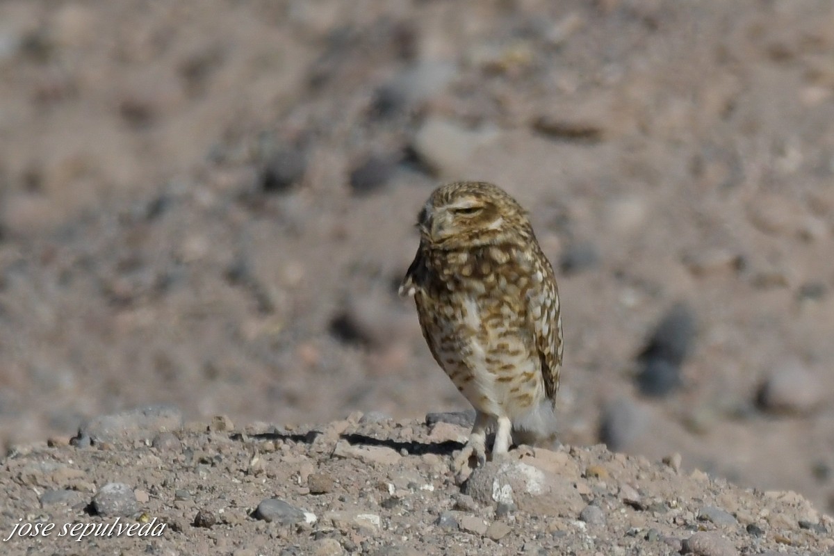 Burrowing Owl - José Sepúlveda