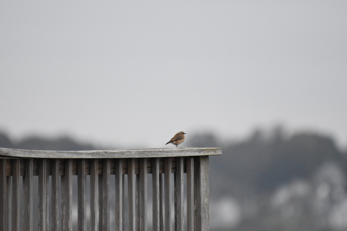 Northern Wheatear - Jimmy  Welch