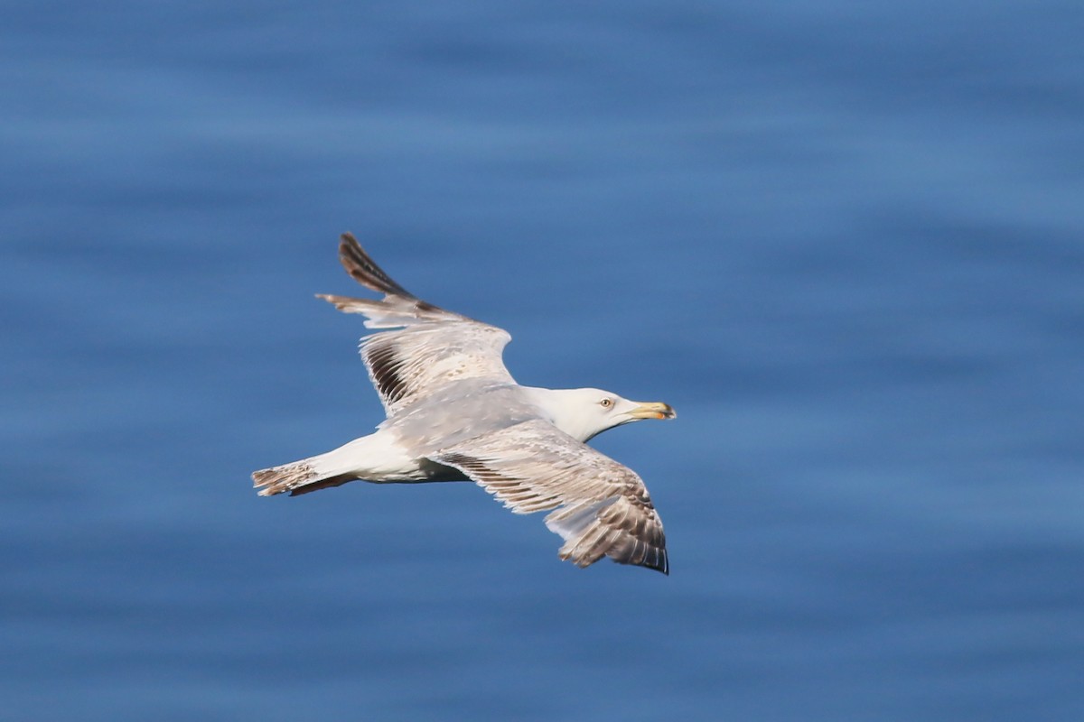 Yellow-legged Gull (michahellis) - ML609464541