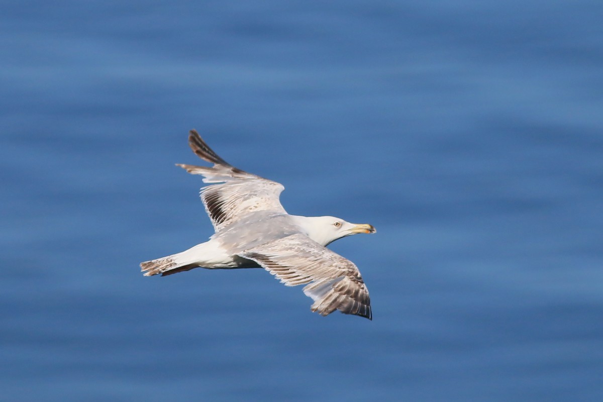 Gaviota Patiamarilla (michahellis) - ML609464541