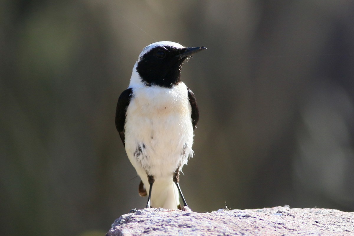 Eastern Black-eared Wheatear - ML609464577