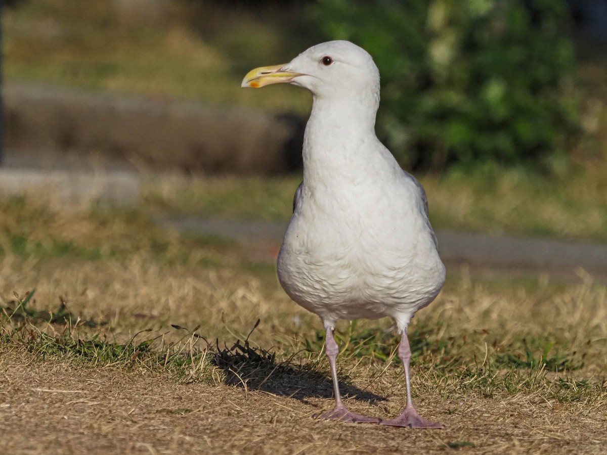 Gaviota de Bering - ML609464627