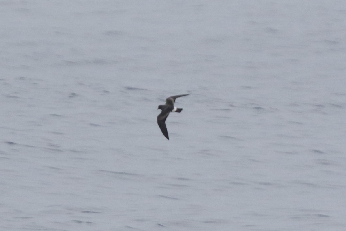 Band-rumped Storm-Petrel - ML609464642